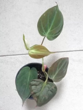 Philodendron scandens micans