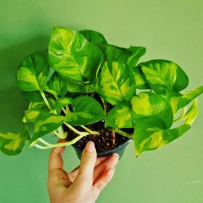 Epipremnum Global Green