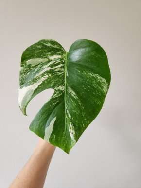 Monstera Deliciosa Albo Variegata