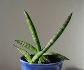 Tchynin jazyk, Sansevieria cylindrica Boncel