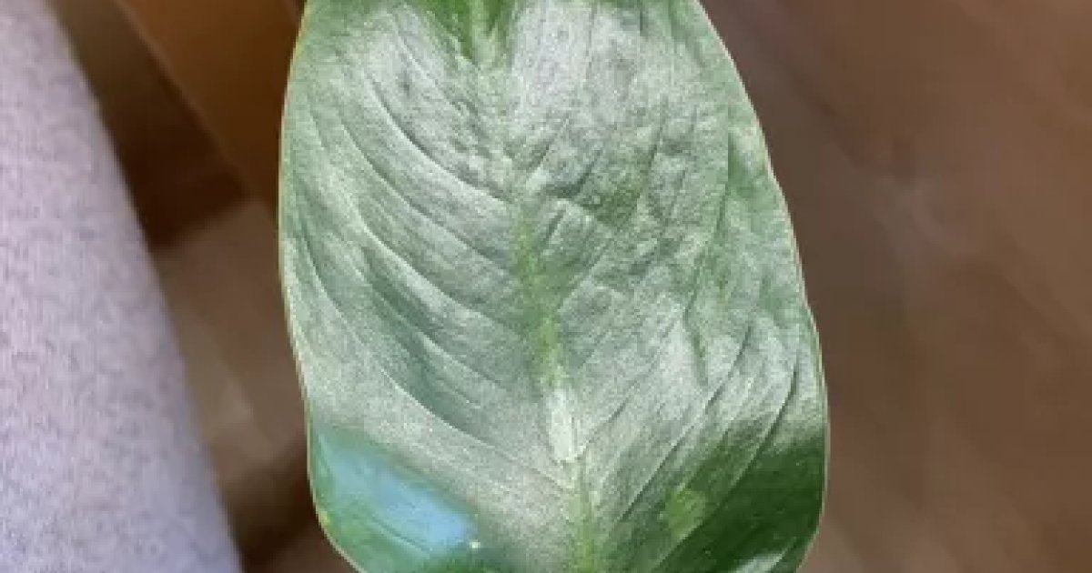 Jose Bueno Plant Care