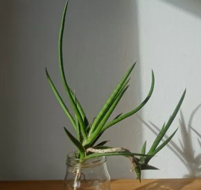 Tchynin jazyk, Sansevieria gracilis