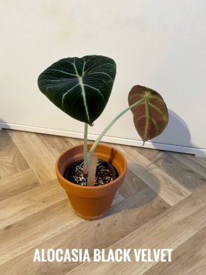 Alocasia Black Velvet