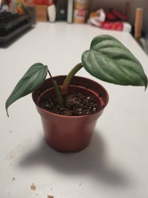 Philodendron sodiroi