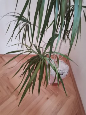 Velká dracena 165cm