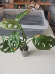 IMG_20230407_101253.jpg