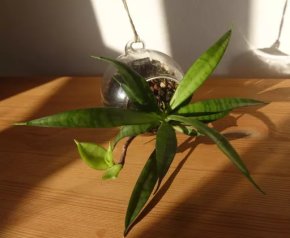 Tchynin jazyk, Sansevieria parva