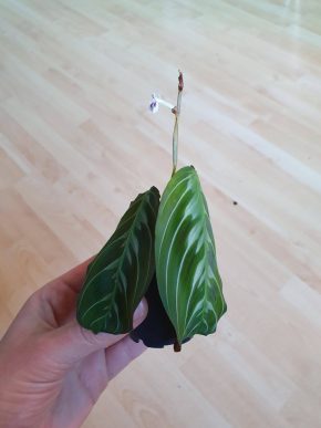 Maranta noID