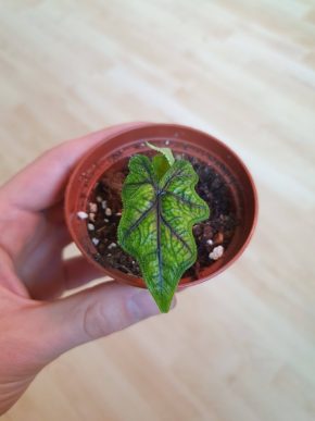 Alocasia Jacklyn