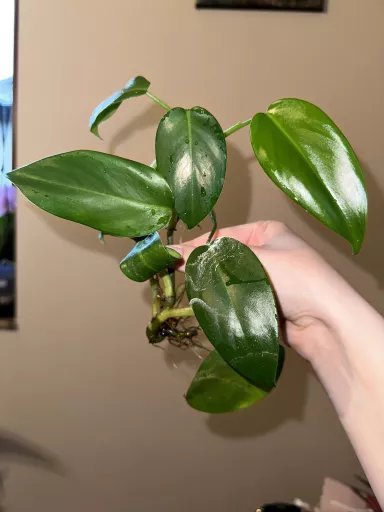 Philodendron green emerald Aukce rostlin