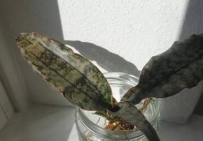 Tchynin jazyk, kultivar Sansevieria kirkii