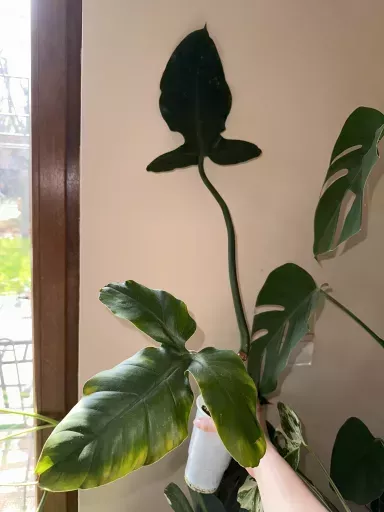 golden philodendron 6