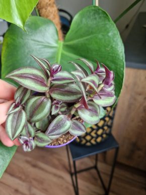 Tradescantia zebrina