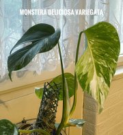 IMG_3475.jpeg