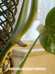 IMG_3473.jpeg