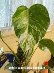 IMG_3472.jpeg