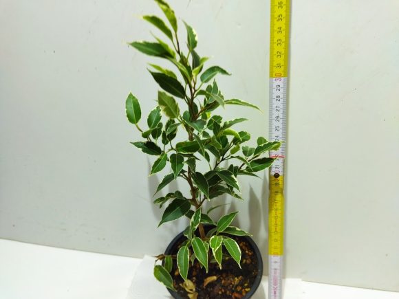 Ficus benjamina variegata.jpg