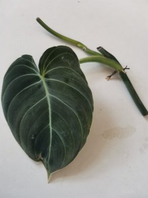 Philodendron melanochrysum řízek