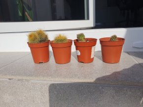 Set kaktusů