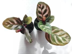 Calathea - baby velikost