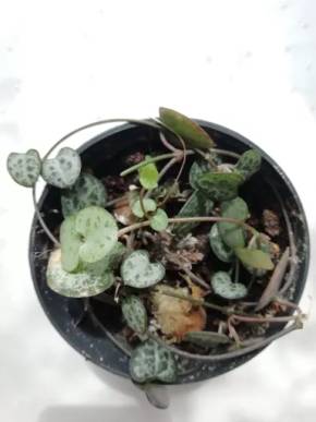 Ceropegia w. - svícník