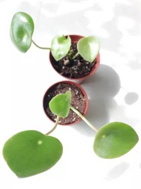 Peperomia polybot Raindrop - pilea, baby