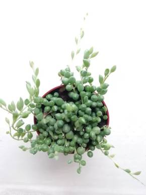 Senecio rowleyanus