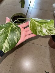 IMG_9242.jpeg
