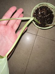 IMG_9243.jpeg