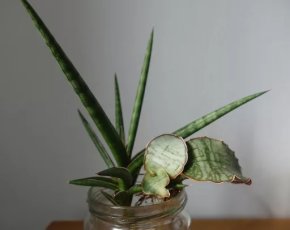 Tchynin jazyk, Sansevieria gracilis a Sansevieria cv. Star Green Granite