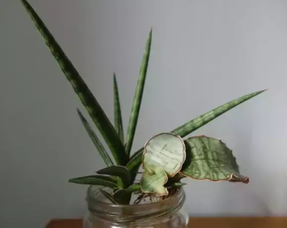 S. gracilis a cv. Star Green Granite.webp