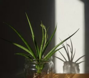 Tchynin jazyk, Sansevieria gracilis