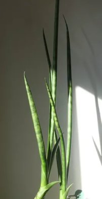 Tchynin jazyk, Sansevieria