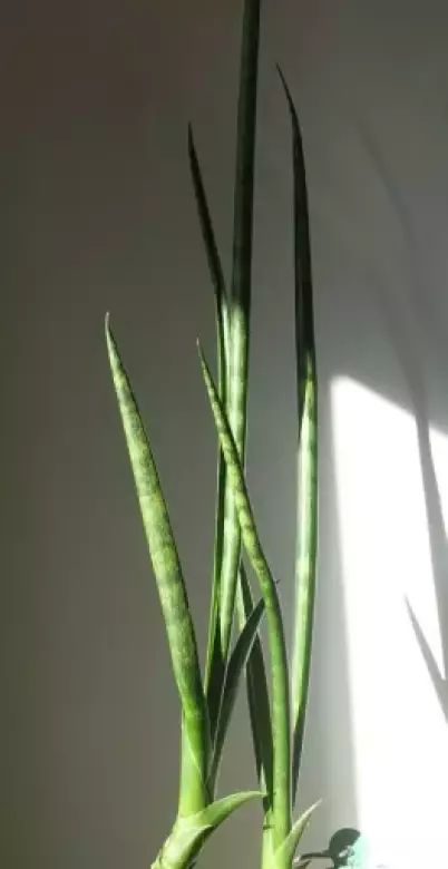 Sansevieria 1.webp