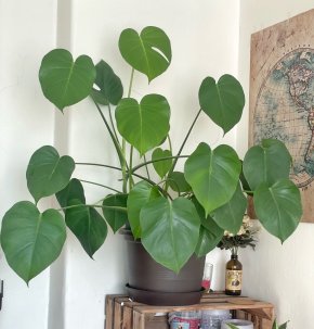 Monstera Deliciosa