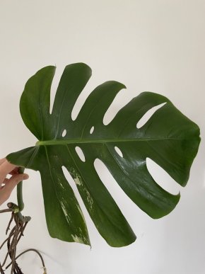 Monstera Variegata