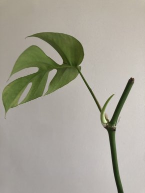 Philodendron tetrasperma 'Minima'