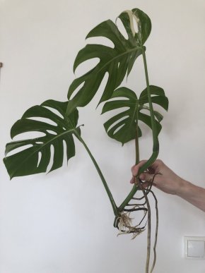 Monstera Variegata