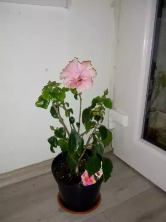 IMG_20220506_220846_483.webp