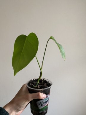 Monstera deliciosa #1