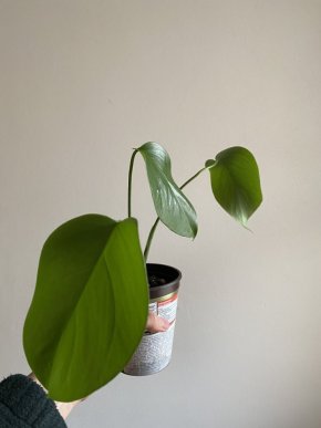 Monstera deliciosa #3