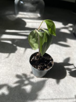 pepermonia obtusifolia