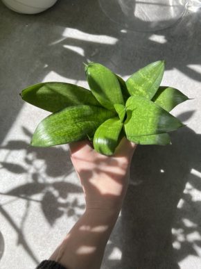 sansevieria hyacinthoides