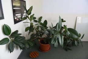 Fíkus pryžodárný (Ficus elastica) - velký, prodám