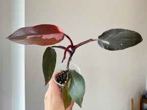 Philodendron Pink Princess 3