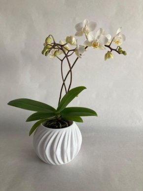 Malý bílý květináč na orchidej Turbína
