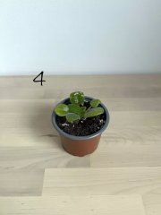 B4B4B2E5-9DC6-4778-BB1B-CDA3E9F2A322.jpeg