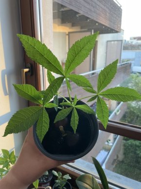 Kaštan - bonsai
