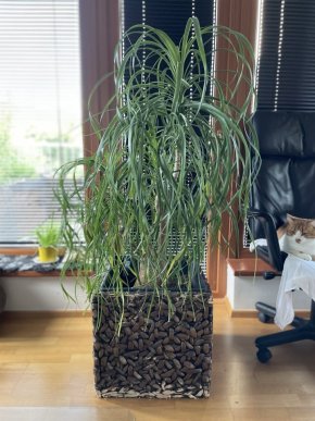 Sloni noha/Beaucarnea