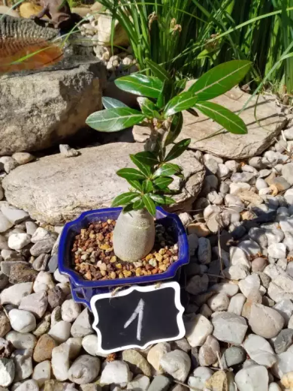 Adenium Violetcity